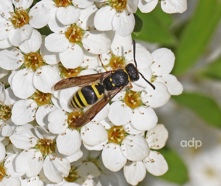 IMG_3713 tqs 800c  Ancistrocerus nigricornis f BD.jpg